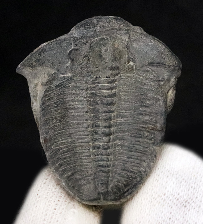 3センチ超えの大型個体!自由頬が保存!最も有名な三葉虫の一つ、エルラシア・キンギ(Elrathia Kingi)(その2)