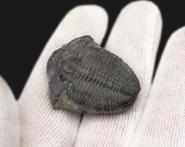 三葉虫　エルラシア　特大〜中　８個体 三葉虫（Elrathia）｜化石販売・鉱物販売の東京サイエンス