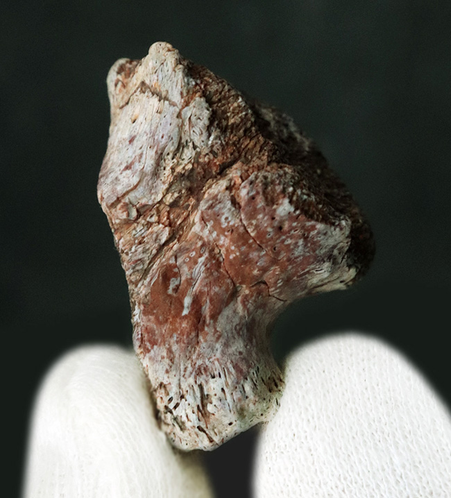 三畳紀マニアックシリーズ!現世に子孫がいない謎多き、三畳紀の王者、フィトサウルス類(Phytosaur)の顎の部分化石(その1)