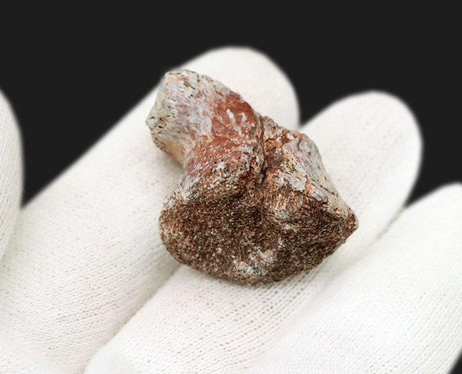 三畳紀マニアックシリーズ!現世に子孫がいない謎多き、三畳紀の王者、フィトサウルス類(Phytosaur)の顎の部分化石(その2)