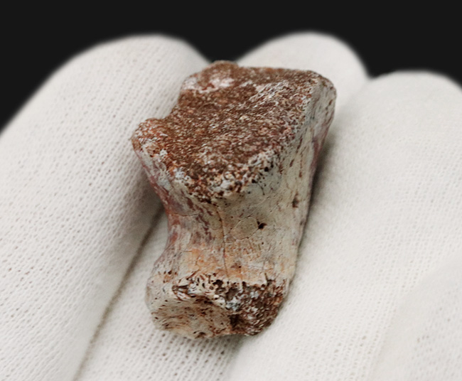 三畳紀マニアックシリーズ!現世に子孫がいない謎多き、三畳紀の王者、フィトサウルス類(Phytosaur)の顎の部分化石(その3)