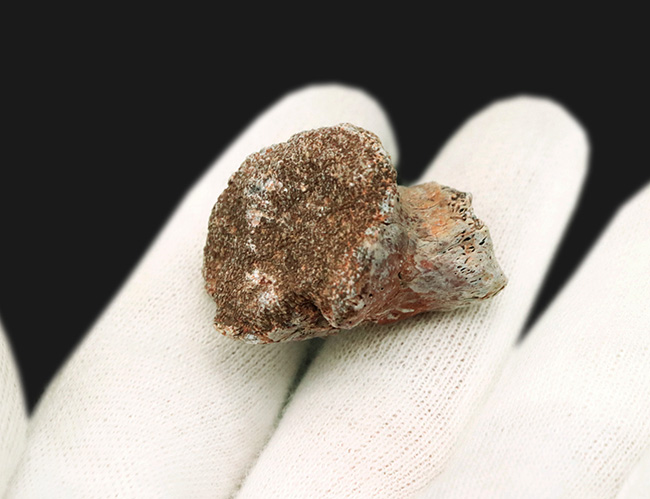 三畳紀マニアックシリーズ!現世に子孫がいない謎多き、三畳紀の王者、フィトサウルス類(Phytosaur)の顎の部分化石(その4)
