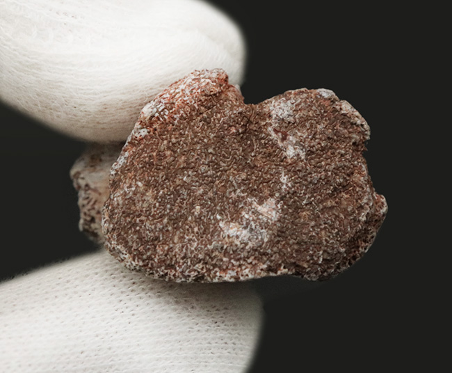 三畳紀マニアックシリーズ!現世に子孫がいない謎多き、三畳紀の王者、フィトサウルス類(Phytosaur)の顎の部分化石(その5)