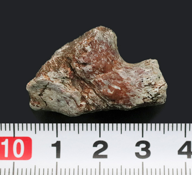 三畳紀マニアックシリーズ!現世に子孫がいない謎多き、三畳紀の王者、フィトサウルス類(Phytosaur)の顎の部分化石(その6)