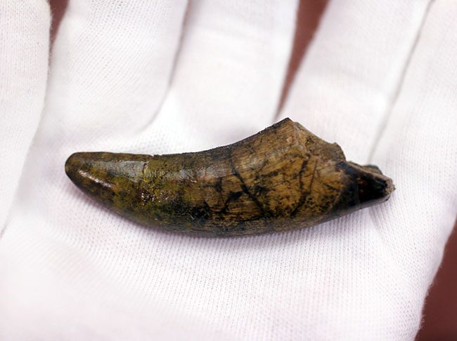 超美麗！ティラノサウルス・レックスの歯化石　亜成体　約20mm Amazon | SCIENCE Fossil Replica T-REX Tooth「T-REX
