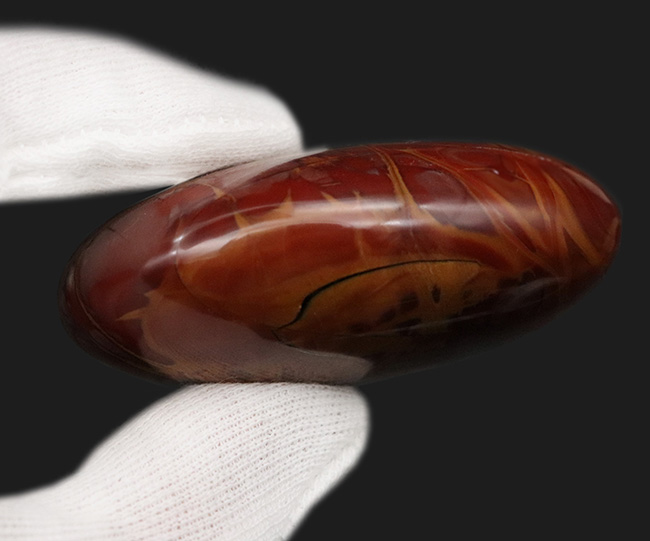 濃い赤と辛子色のコンビネーションが美しい！西オーストラリア