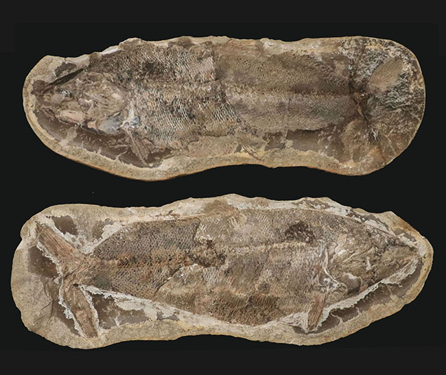 ビッグサイズ、鱗の保存状態が抜群！白亜紀の古代魚のノジュール化石。ネガポジ両方揃っています！（その1）
