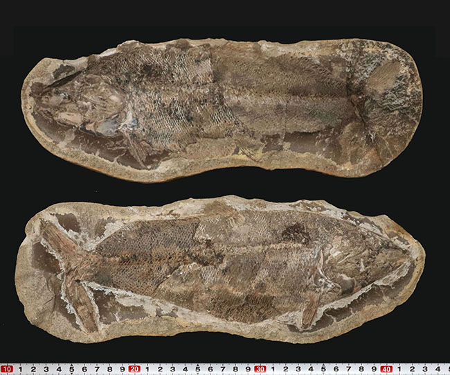 ビッグサイズ、鱗の保存状態が抜群！白亜紀の古代魚のノジュール化石