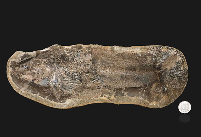 ビッグサイズ、鱗の保存状態が抜群！白亜紀の古代魚のノジュール化石。ネガポジ両方揃っています！（その12）