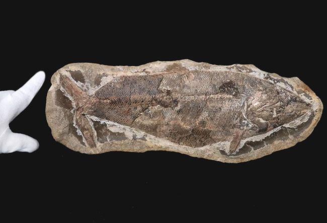 ビッグサイズ、鱗の保存状態が抜群！白亜紀の古代魚のノジュール化石。ネガポジ両方揃っています！（その2）