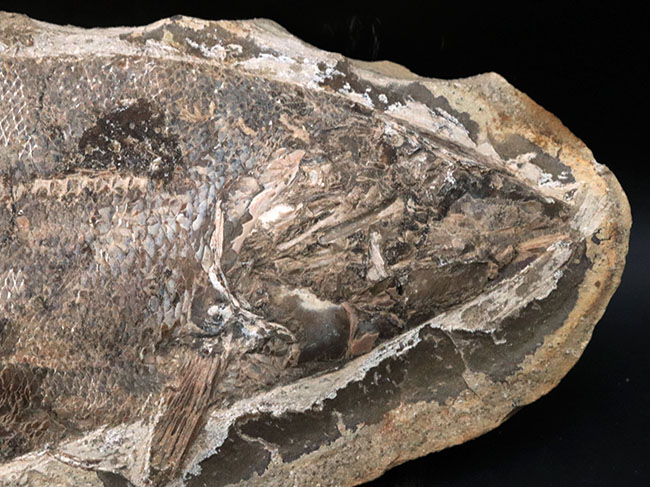 ビッグサイズ、鱗の保存状態が抜群！白亜紀の古代魚のノジュール化石。ネガポジ両方揃っています！（その3）