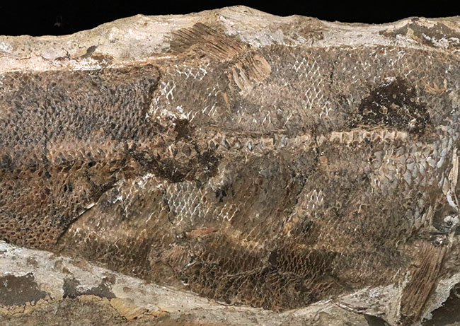 ビッグサイズ、鱗の保存状態が抜群！白亜紀の古代魚のノジュール化石。ネガポジ両方揃っています！（その4）
