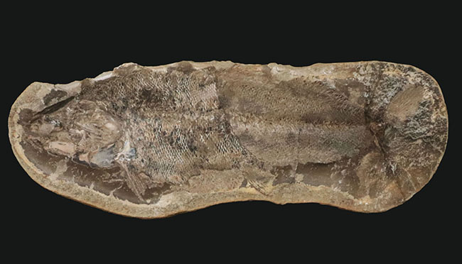 ビッグサイズ、鱗の保存状態が抜群！白亜紀の古代魚のノジュール化石