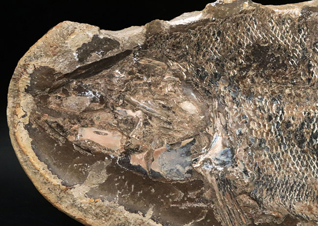 ビッグサイズ、鱗の保存状態が抜群！白亜紀の古代魚のノジュール化石。ネガポジ両方揃っています！（その7）