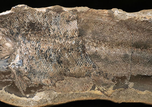 ビッグサイズ、鱗の保存状態が抜群！白亜紀の古代魚のノジュール化石。ネガポジ両方揃っています！（その8）