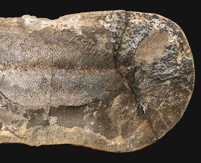 ビッグサイズ、鱗の保存状態が抜群！白亜紀の古代魚のノジュール化石。ネガポジ両方揃っています！（その9）