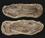 ビッグサイズ、鱗の保存状態が抜群！白亜紀の古代魚のノジュール化石。ネガポジ両方揃っています！