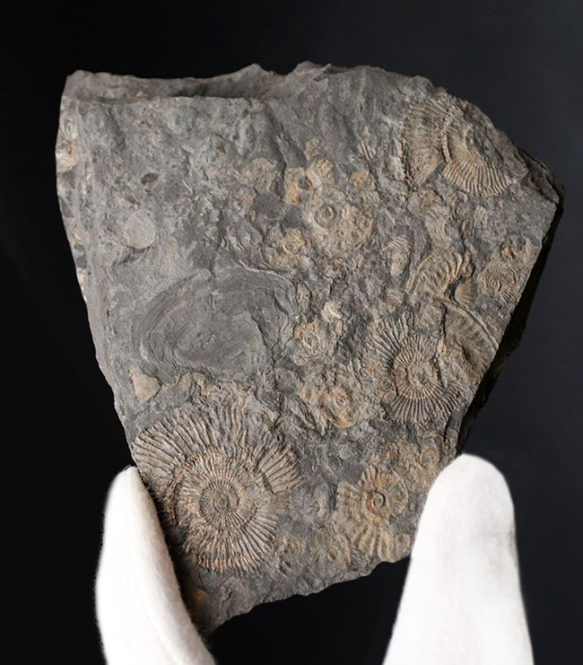 黒ジュラ！名のしれた化石産地、ドイツ・ホルツマーデン産のアンモナイト、ダクチリオセラス（Dactylioceras）のマルチプレート化石（その1）