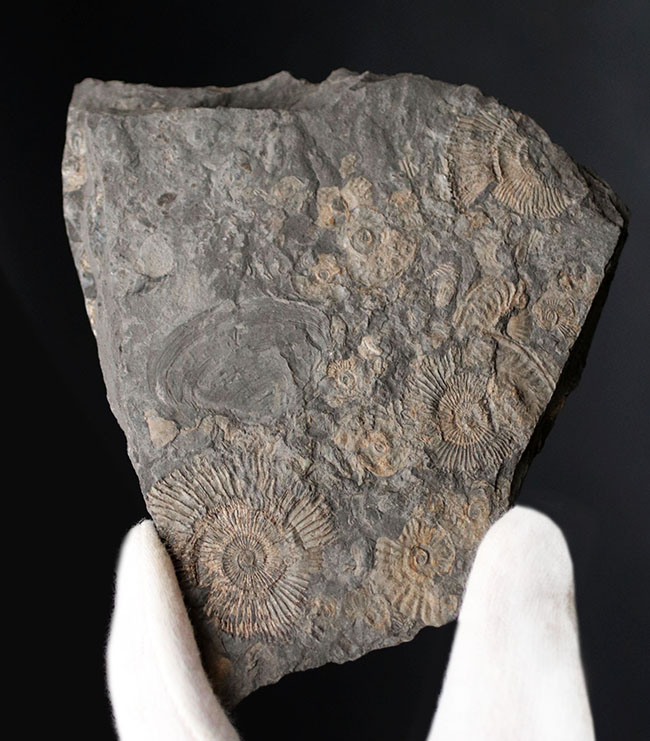 黒ジュラ!名のしれた化石産地、ドイツ・ホルツマーデン産のアンモナイト、ダクチリオセラス(Dactylioceras)のマルチプレート化石(その1)