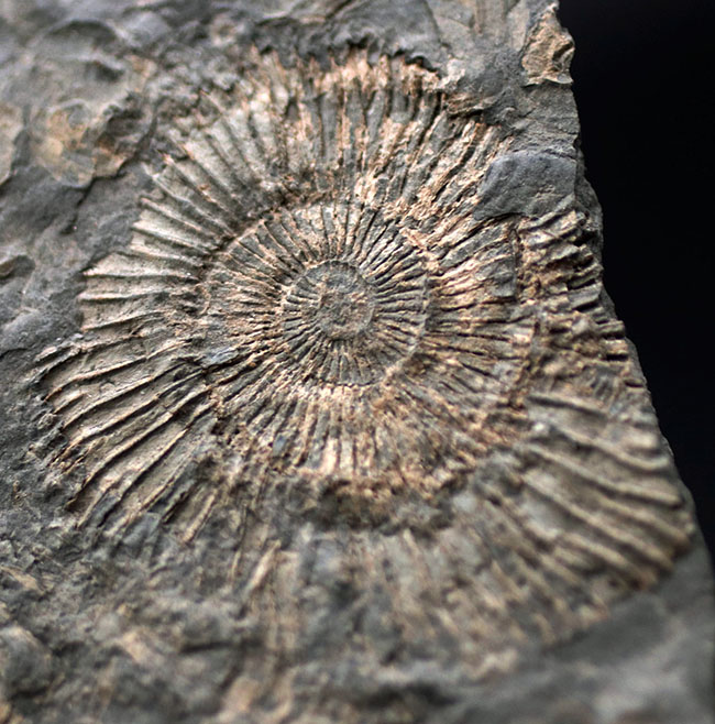 黒ジュラ！名のしれた化石産地、ドイツ・ホルツマーデン産のアンモナイト、ダクチリオセラス（Dactylioceras）のマルチプレート化石（その2）