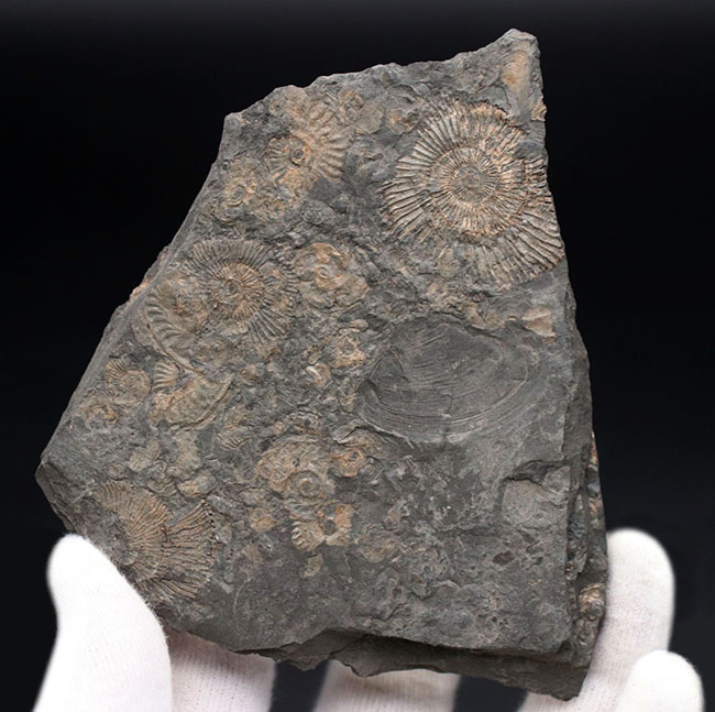 黒ジュラ！名のしれた化石産地、ドイツ・ホルツマーデン産のアンモナイト、ダクチリオセラス（Dactylioceras）のマルチプレート化石（その3）