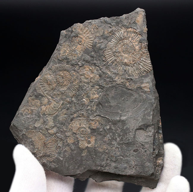 黒ジュラ!名のしれた化石産地、ドイツ・ホルツマーデン産のアンモナイト、ダクチリオセラス(Dactylioceras)のマルチプレート化石(その3)