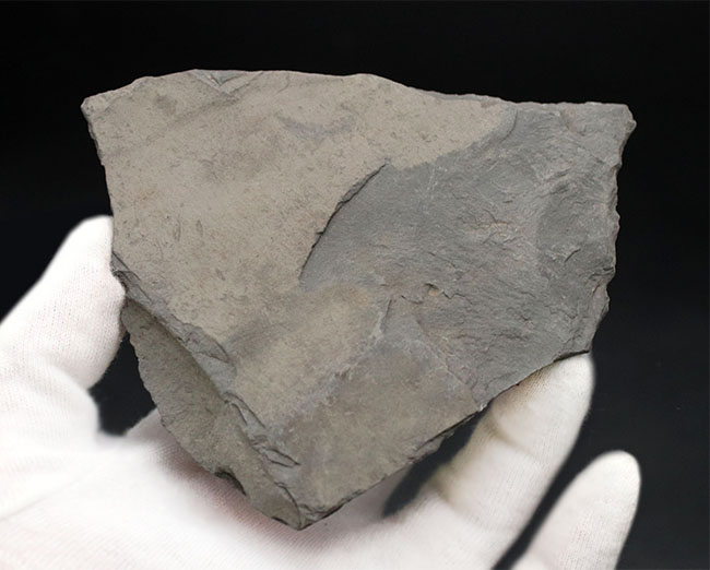 黒ジュラ!名のしれた化石産地、ドイツ・ホルツマーデン産のアンモナイト、ダクチリオセラス(Dactylioceras)のマルチプレート化石(その4)