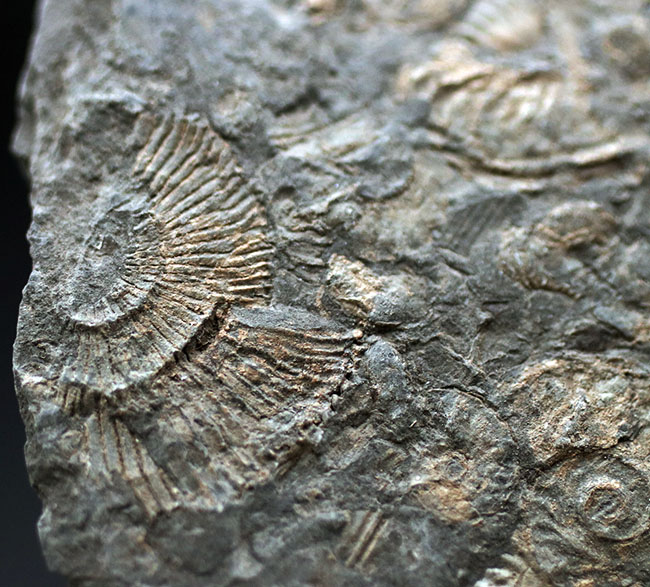 黒ジュラ!名のしれた化石産地、ドイツ・ホルツマーデン産のアンモナイト、ダクチリオセラス(Dactylioceras)のマルチプレート化石(その5)