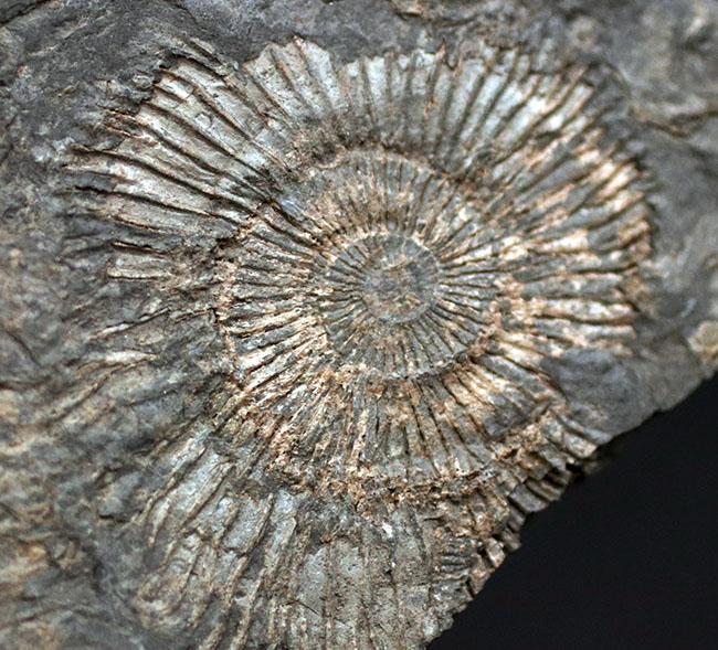 黒ジュラ！名のしれた化石産地、ドイツ・ホルツマーデン産のアンモナイト、ダクチリオセラス（Dactylioceras）のマルチプレート化石（その6）