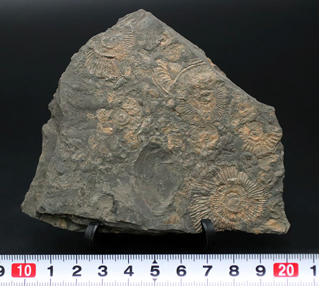 黒ジュラ！名のしれた化石産地、ドイツ・ホルツマーデン産のアンモナイト、ダクチリオセラス（Dactylioceras）のマルチプレート化石（その8）
