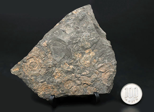 黒ジュラ！名のしれた化石産地、ドイツ・ホルツマーデン産のアンモナイト、ダクチリオセラス（Dactylioceras）のマルチプレート化石（その9）