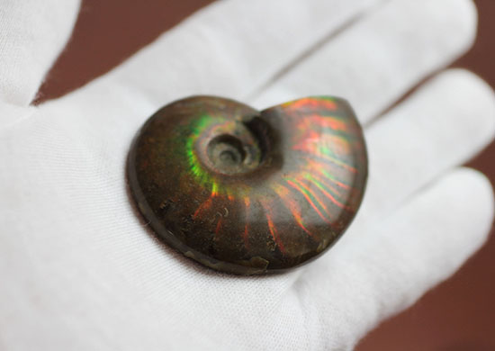 情熱の赤!濃く強い発色、マダガスカル産イリデッセンスアンモナイト(その2)