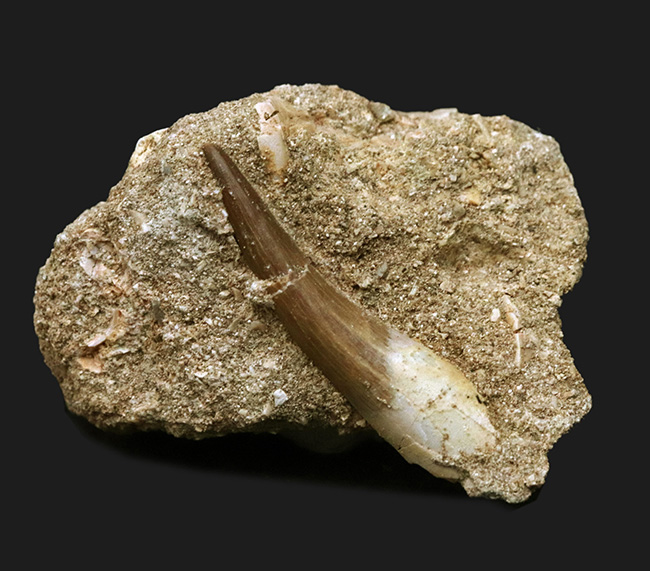 母岩付き!白亜紀の首長竜、エラスモサウルス(Elasmosaurus)の歯化石(その2)