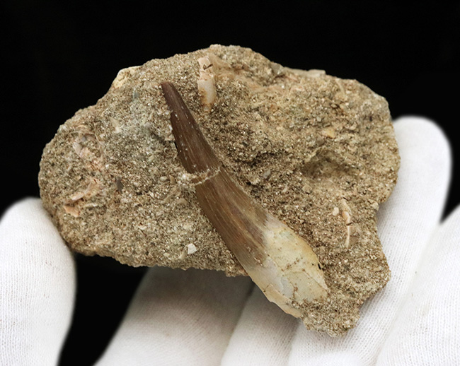 母岩付き!白亜紀の首長竜、エラスモサウルス(Elasmosaurus)の歯化石(その3)