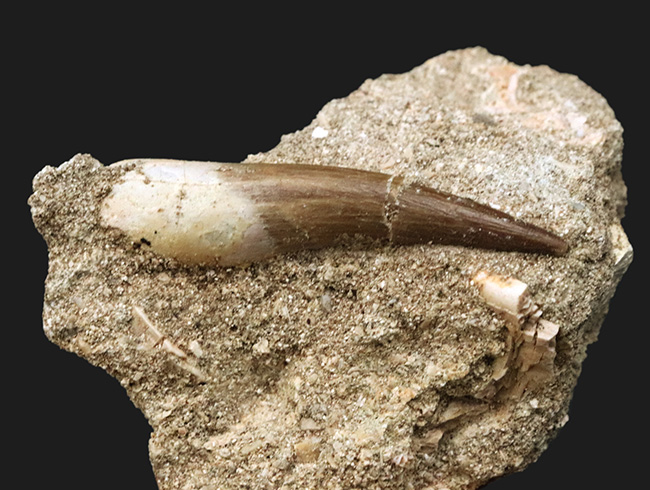 母岩付き!白亜紀の首長竜、エラスモサウルス(Elasmosaurus)の歯化石(その4)