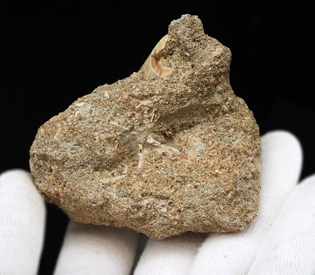 母岩付き!白亜紀の首長竜、エラスモサウルス(Elasmosaurus)の歯化石(その5)
