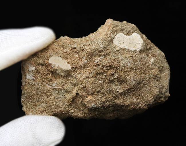母岩付き!白亜紀の首長竜、エラスモサウルス(Elasmosaurus)の歯化石(その6)
