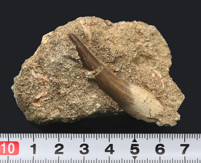 母岩付き!白亜紀の首長竜、エラスモサウルス(Elasmosaurus)の歯化石(その7)