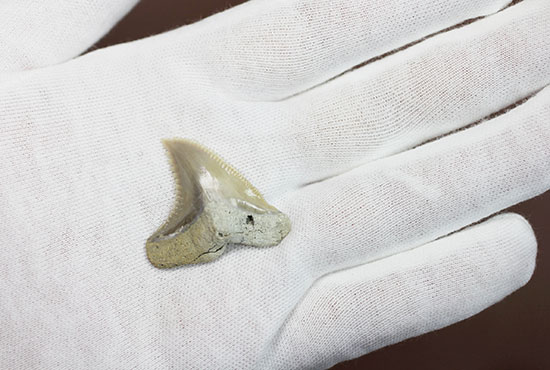 展示ケース付き。およそ1000万年前に絶滅した古代のイタチザメの仲間、ヘミプリスティス・セラ(Hemipristis Serra)の歯化石。（その1）