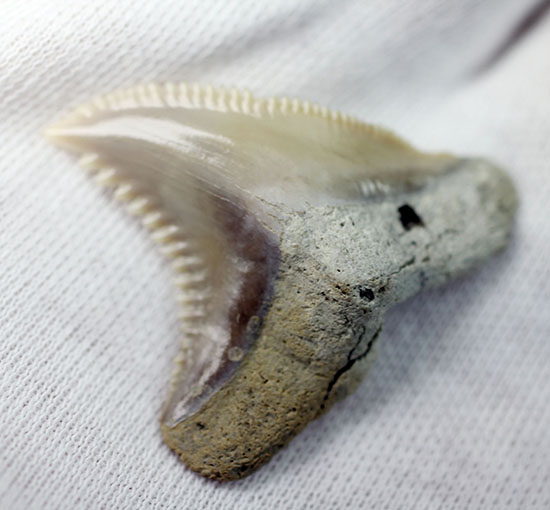 展示ケース付き。およそ1000万年前に絶滅した古代のイタチザメの仲間、ヘミプリスティス・セラ(Hemipristis Serra)の歯化石。（その2）