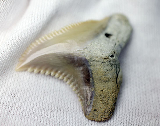 展示ケース付き。およそ1000万年前に絶滅した古代のイタチザメの仲間、ヘミプリスティス・セラ(Hemipristis Serra)の歯化石。（その5）