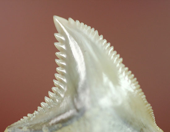 展示ケース付き。およそ1000万年前に絶滅した古代のイタチザメの仲間、ヘミプリスティス・セラ(Hemipristis Serra)の歯化石。（その6）
