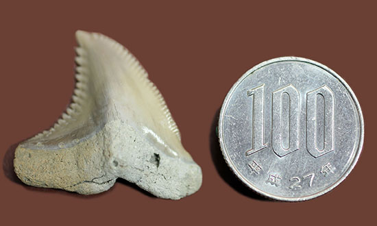 展示ケース付き。およそ1000万年前に絶滅した古代のイタチザメの仲間、ヘミプリスティス・セラ(Hemipristis Serra)の歯化石。（その8）