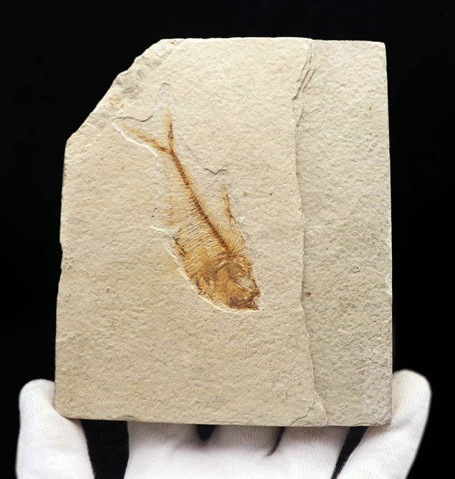 過去取り扱い標本の中でも最上位クラス！およそ５０００万年前の絶滅古代魚、ディプロミスタス（Diplomystus）の上質化石（その1）