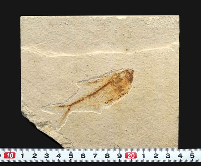 過去取り扱い標本の中でも最上位クラス！およそ５０００万年前の絶滅古代魚、ディプロミスタス（Diplomystus）の上質化石（その10）
