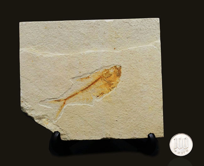過去取り扱い標本の中でも最上位クラス!およそ5000万年前の絶滅古代魚、ディプロミスタス(Diplomystus)の上質化石(その11)