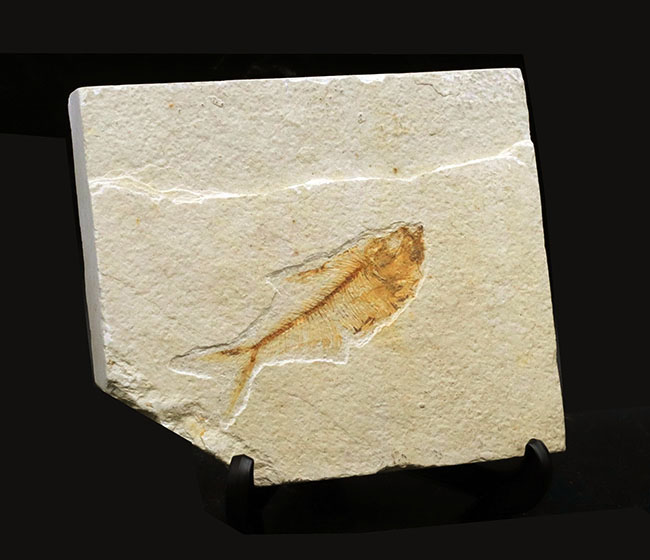 過去取り扱い標本の中でも最上位クラス！およそ５０００万年前の絶滅古代魚、ディプロミスタス（Diplomystus）の上質化石（その2）