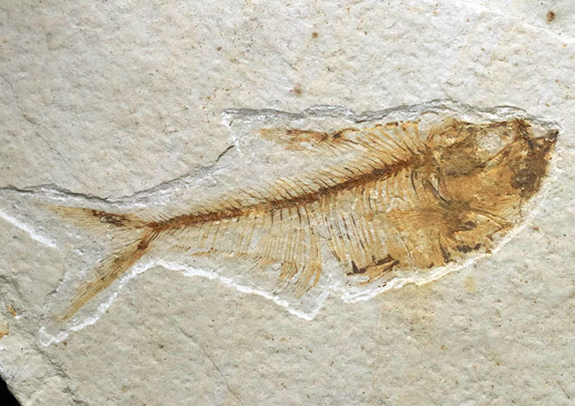 過去取り扱い標本の中でも最上位クラス！およそ５０００万年前の絶滅古代魚、ディプロミスタス（Diplomystus）の上質化石（その3）