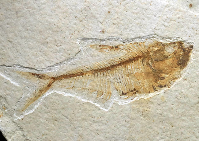過去取り扱い標本の中でも最上位クラス!およそ5000万年前の絶滅古代魚、ディプロミスタス(Diplomystus)の上質化石(その3)