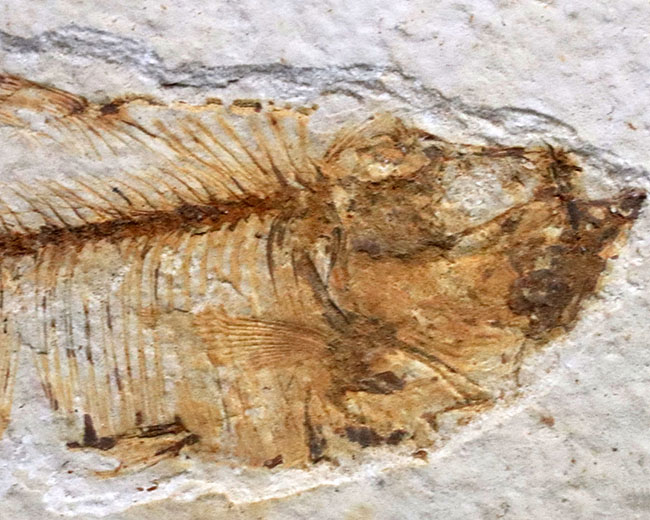 過去取り扱い標本の中でも最上位クラス！およそ５０００万年前の絶滅古代魚、ディプロミスタス（Diplomystus）の上質化石（その4）